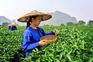 ФАО добавила три объекта в Китае в список систем сельхознаследия мирового значения